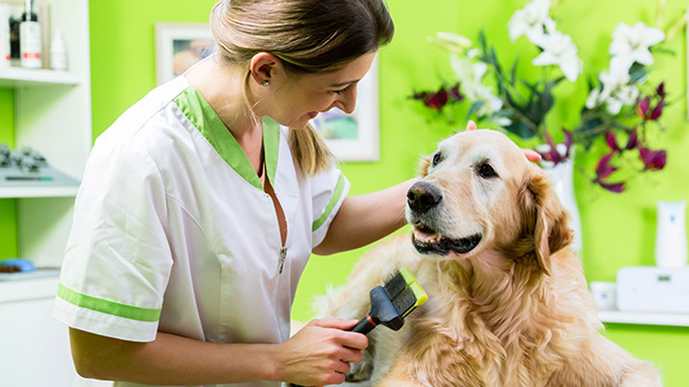 The Pros, Cons, and Costs of Franchising Your Pet Business post thumbnail image