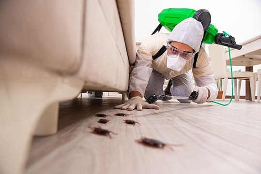Protecting Your Property: Pest Control Solutions for Every Home post thumbnail image
