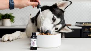 CBD for Dogs: A Comprehensive Guide for Pet Owners post thumbnail image