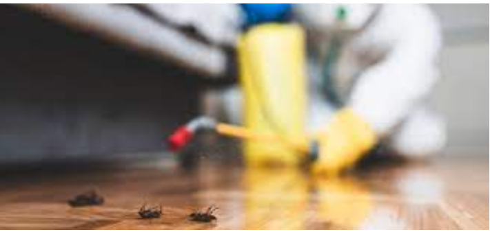What You Should Assume from an Exterminator post thumbnail image