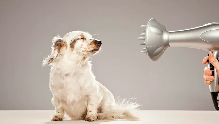 Effortless Shedding Control: The Power of a Dog Blow Dryer post thumbnail image
