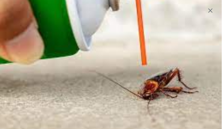 The Art of Pest Control: Effective Strategies post thumbnail image